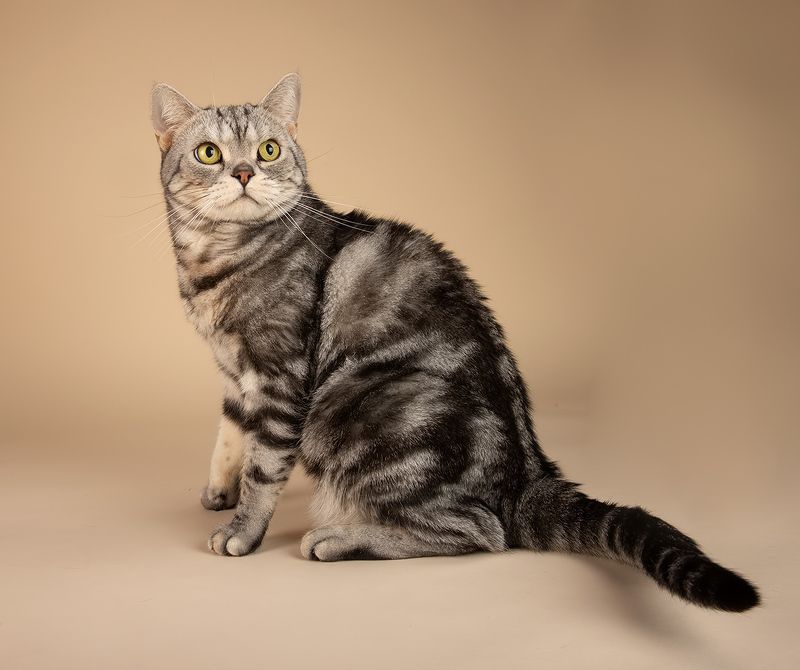 сat, кошка, животные, кошки,американский короткошерстный кот, american shorthair cat Маркиз. Американский короткошерстный кот фото превью