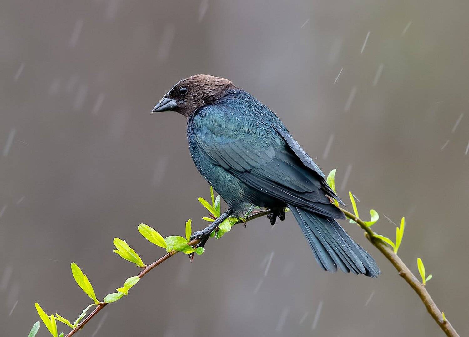 буроголовый коровий трупиал, brown-headed cowbird, трупиал, Elizabeth Etkind
