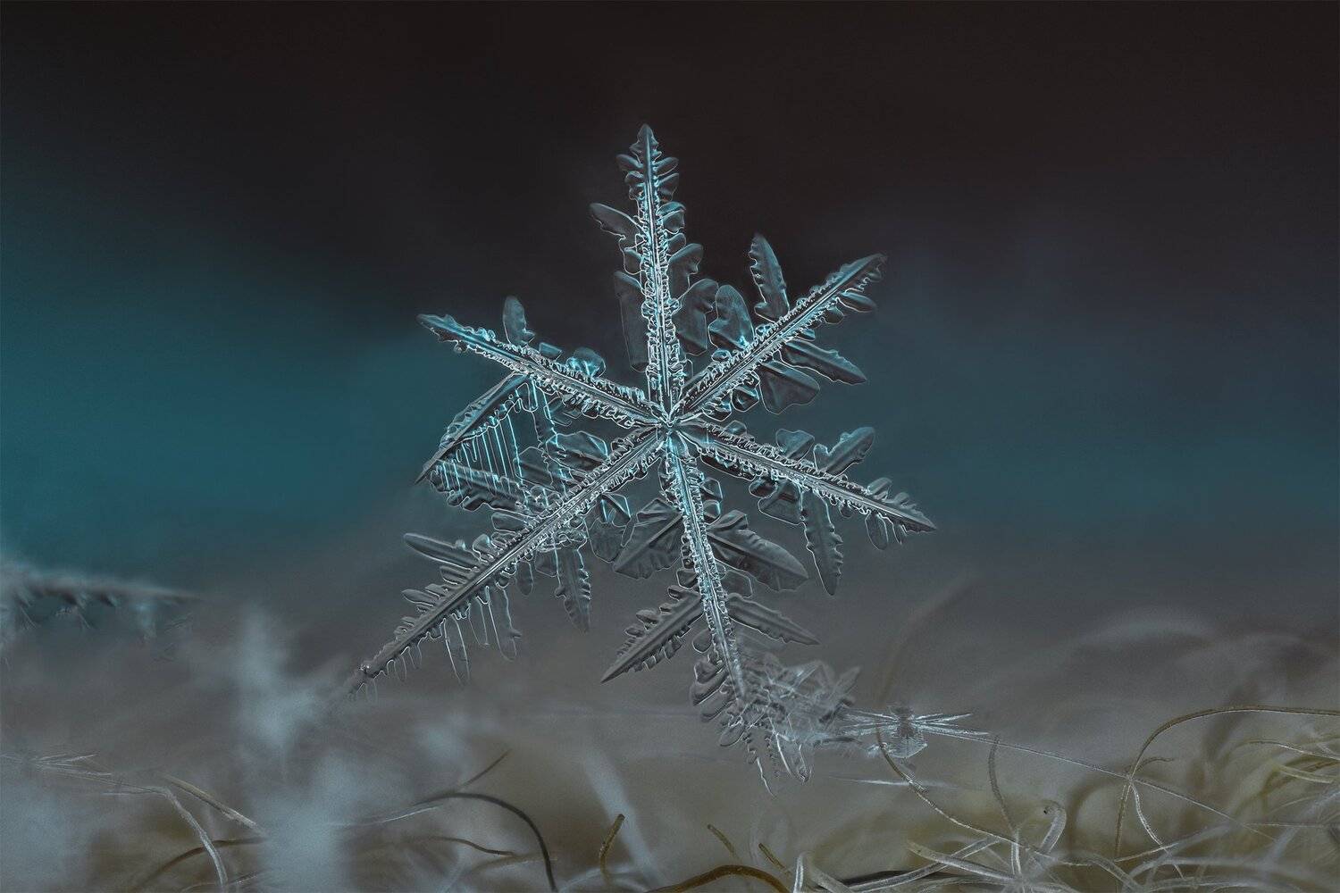 ceclii, macro, nikon d3400, lomo 3.7, Tsvetan Ganev