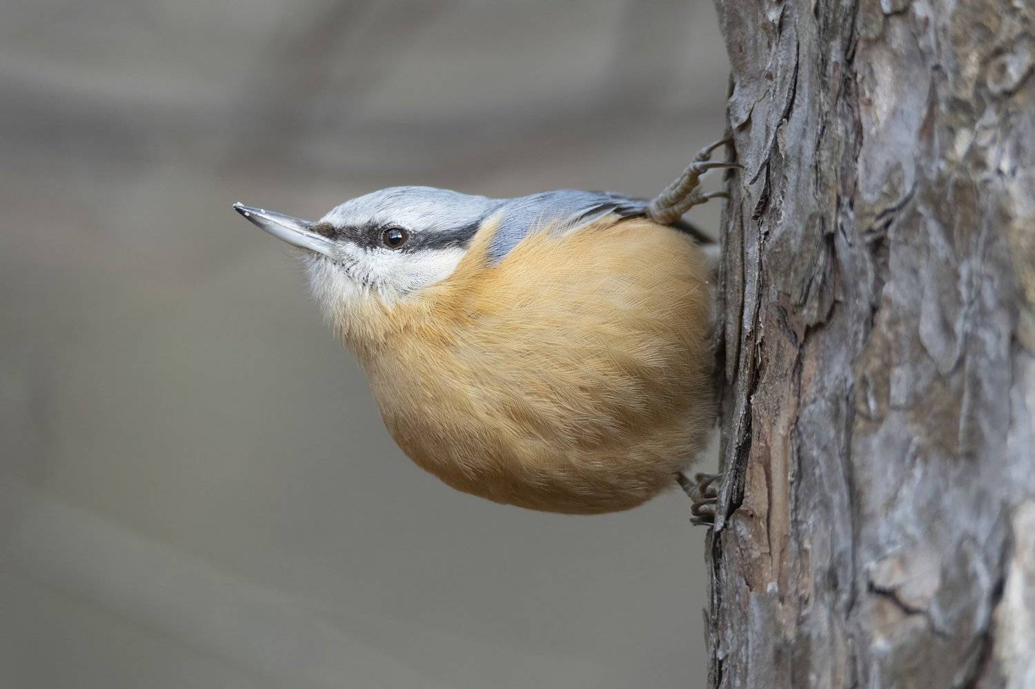 , Денис Ветренко