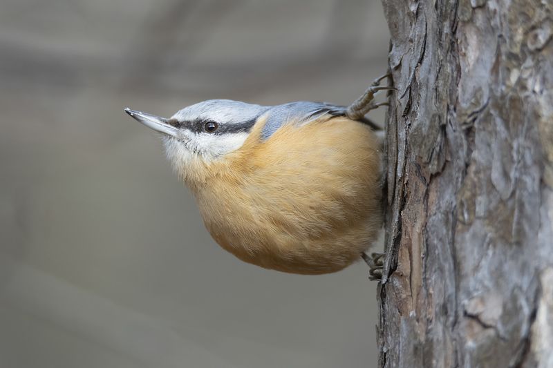 Пиноккио фото превью