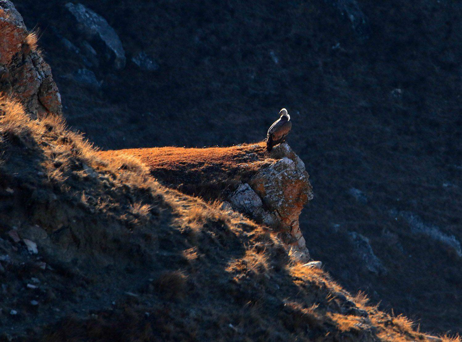 гриф,белоголовый сип,горы,вершины,пейзаж,небо,деревья,дагестан,природа, Marat Magov