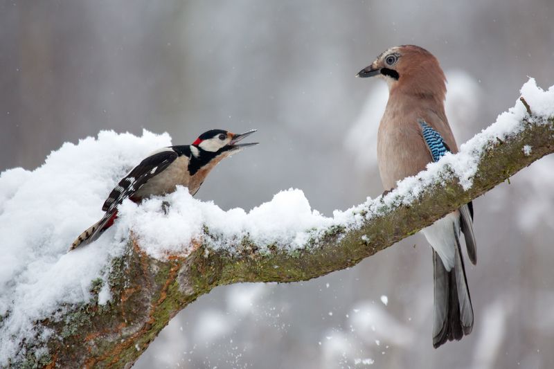 Great spotted woodpecker and Eurasian jay фото превью
