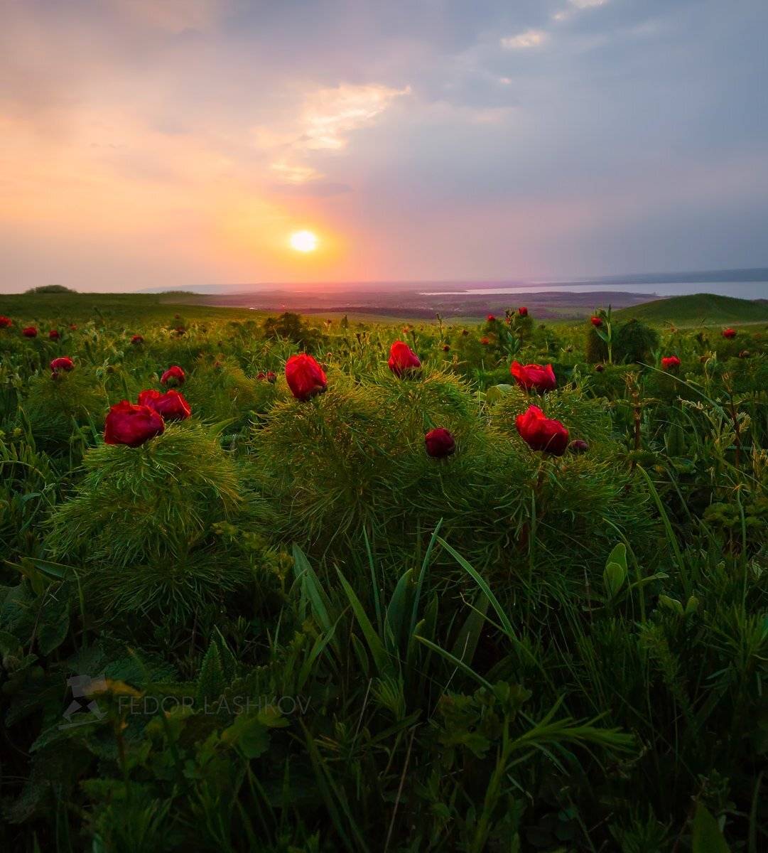 ставропольский край, открывая ставрополье, путешествие, природа, степь, трава, луг, флора, закат, пион, воронец, пион узколистный, солнце, красный, воронец, ставропольская возвышенность, холм, гора,, Лашков Фёдор