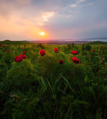 Запах весенней степи