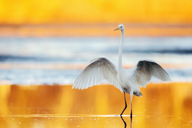 Great egret, wildlife, bird, Ardea alba, Большая белая цапля, дикая природа, птица, Ardea alba Sun bath фото превью