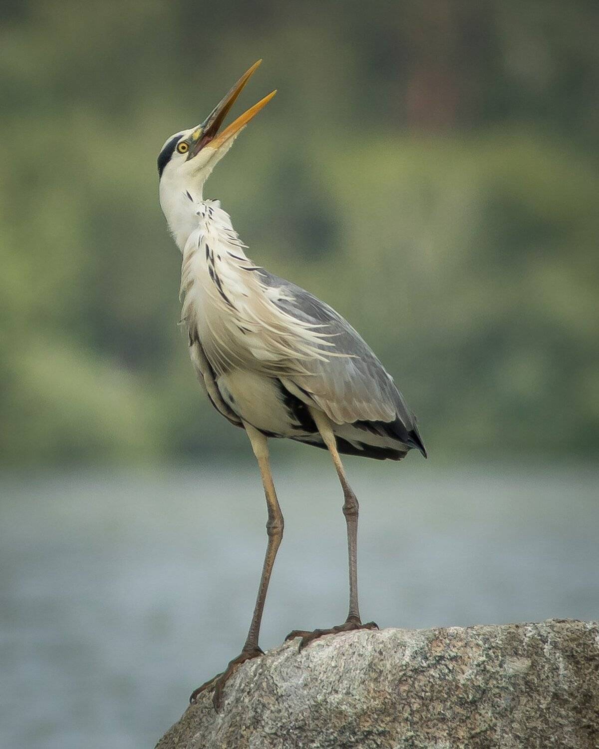 серая цапля, Суслов Дмитрий