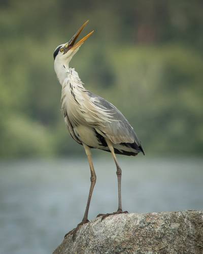 Я вам спою...