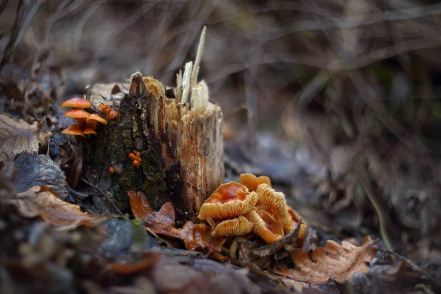 зима, январь, грибы, оттепель, зимний, опёнок, фламмулина, Петриченко Валерий