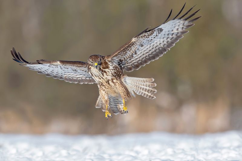 Myszołów фото превью