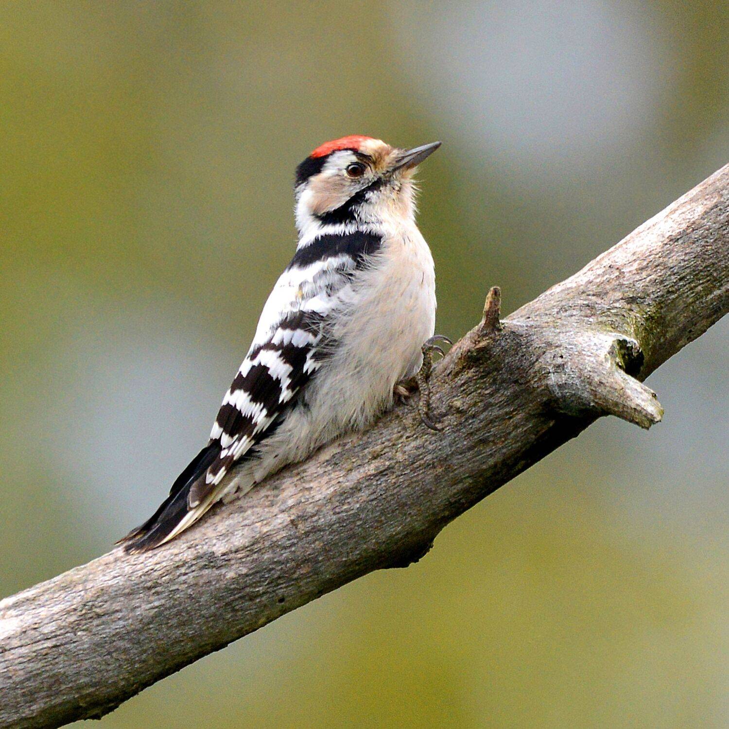 молодой малый пестрый дятел., Михаил Белоусов