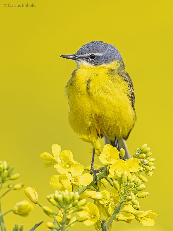 Жёлтая трясогузка фото превью