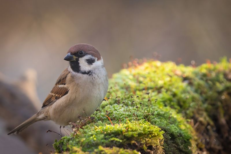 Sparrow фото превью