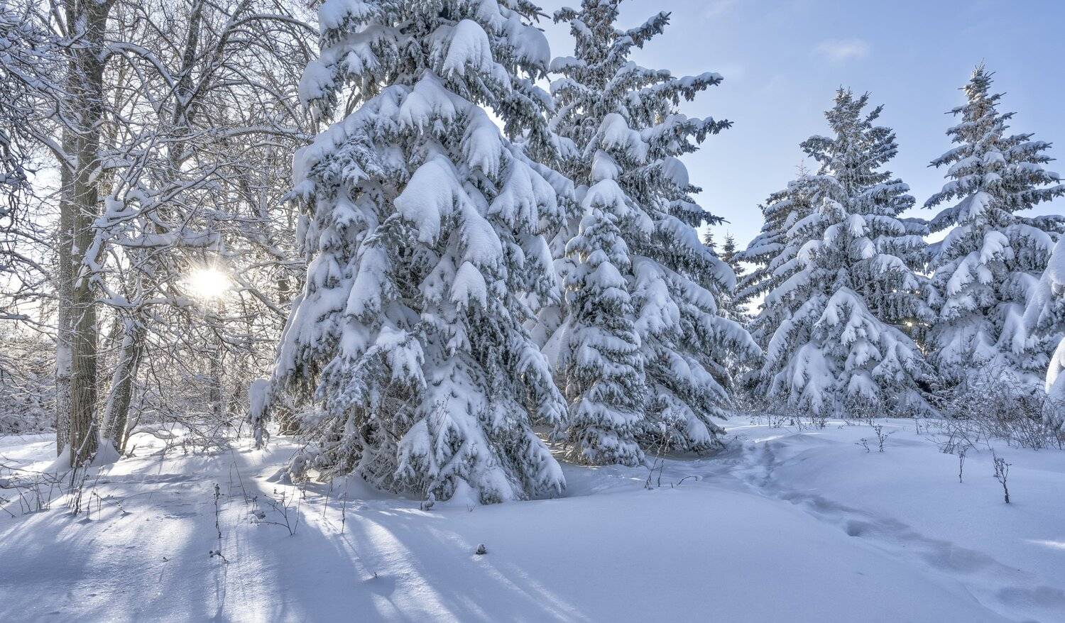 зима, солнечный день, мороз,  елочки, Андрей Колесов