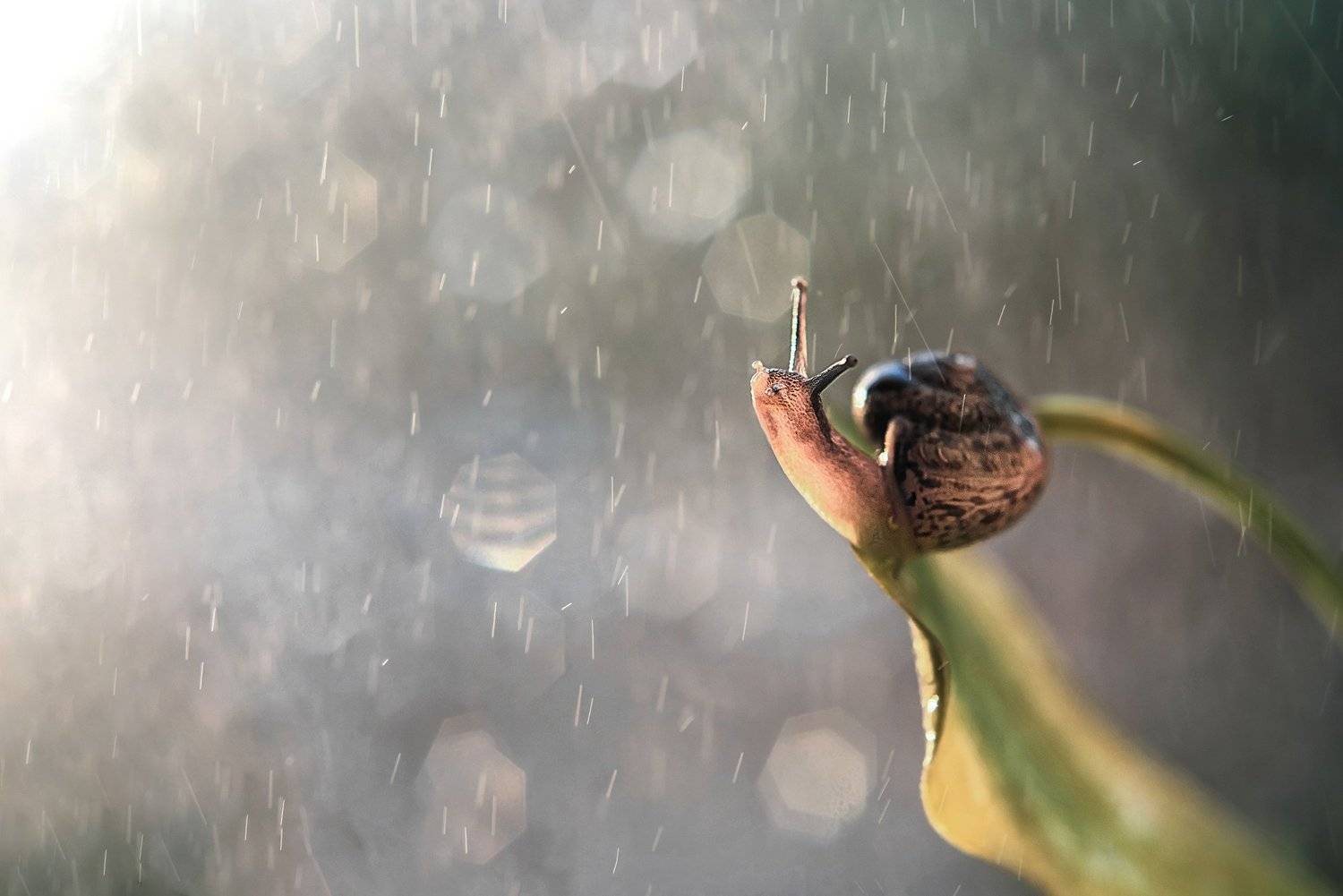 улитка , Анастасия Думинская