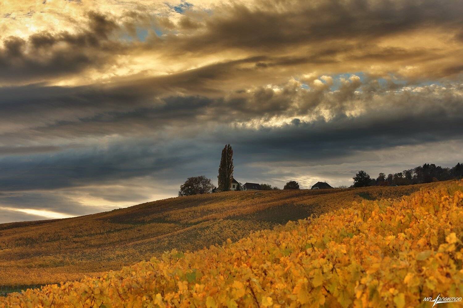 swiss, Матвеев Николай