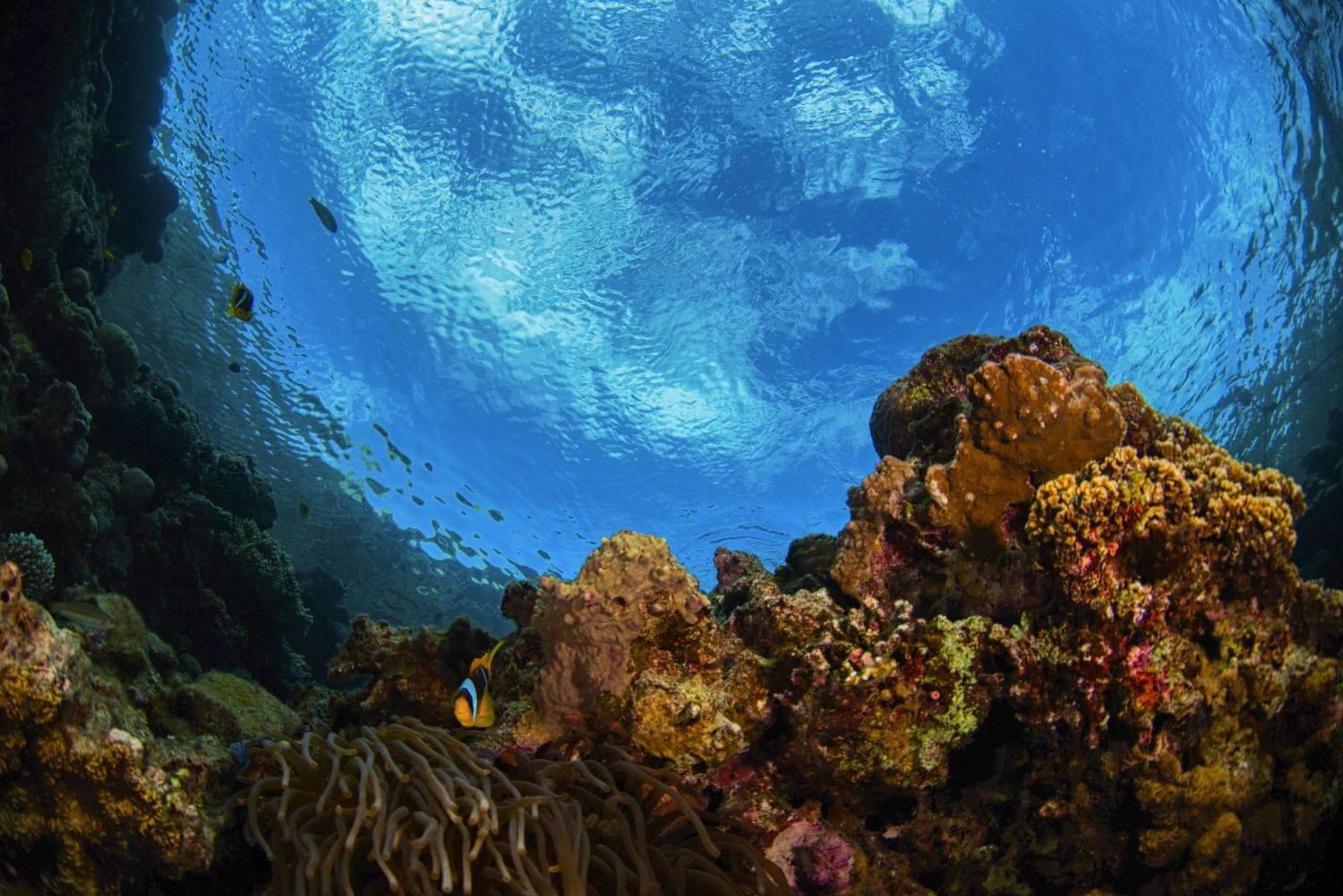 широкий угол, подводный мир, блю холл, дахаб, голубая дыра , Евгения Кирпиченкова (Клипп)