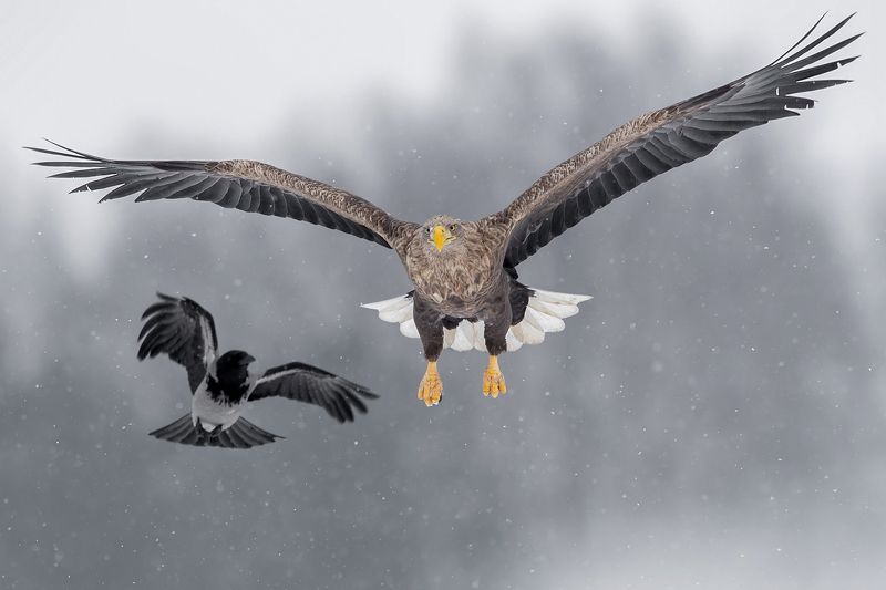 Siwa i bielik фото превью