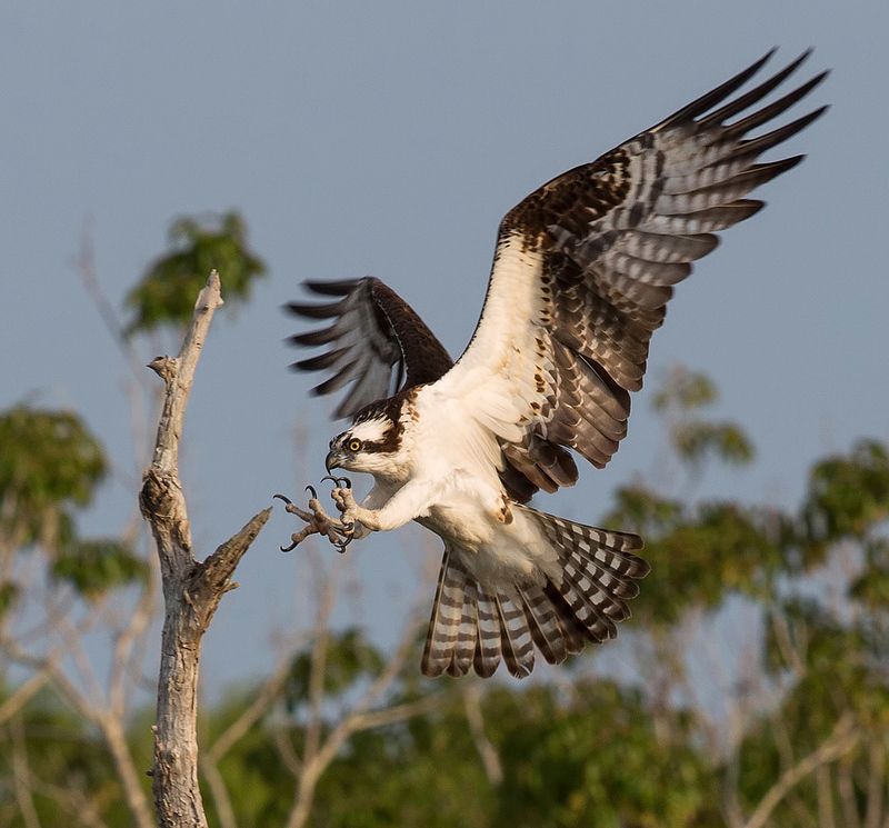 скопа, osprey, florida, флорида, blue cypress lake Скопа - Osprey фото превью
