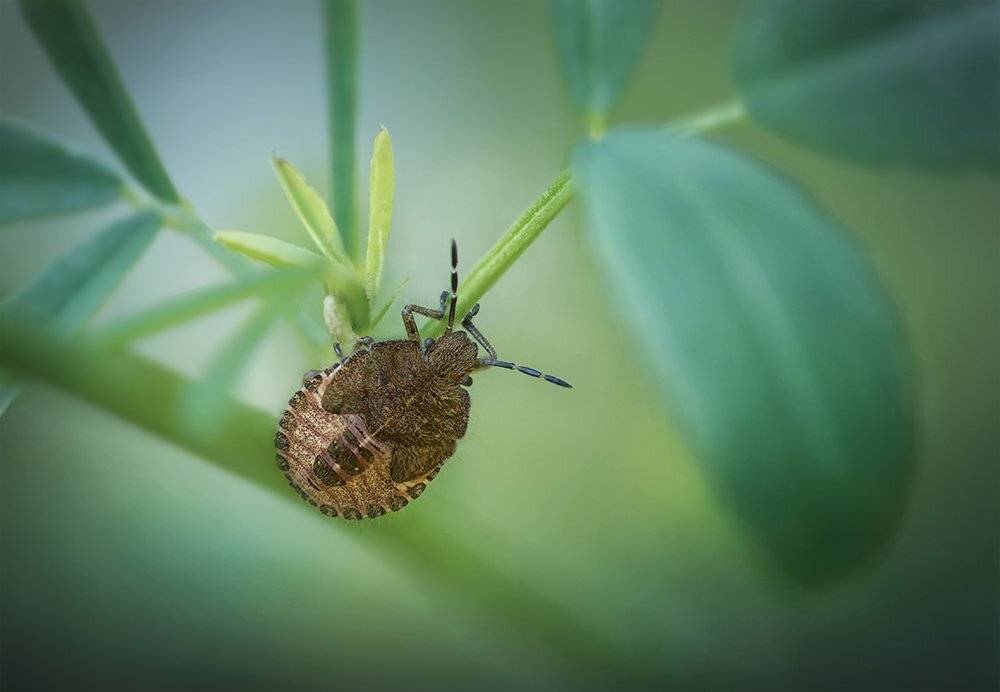 клоп, макро, насекомое, bug, macro, insect, Марина Хилько