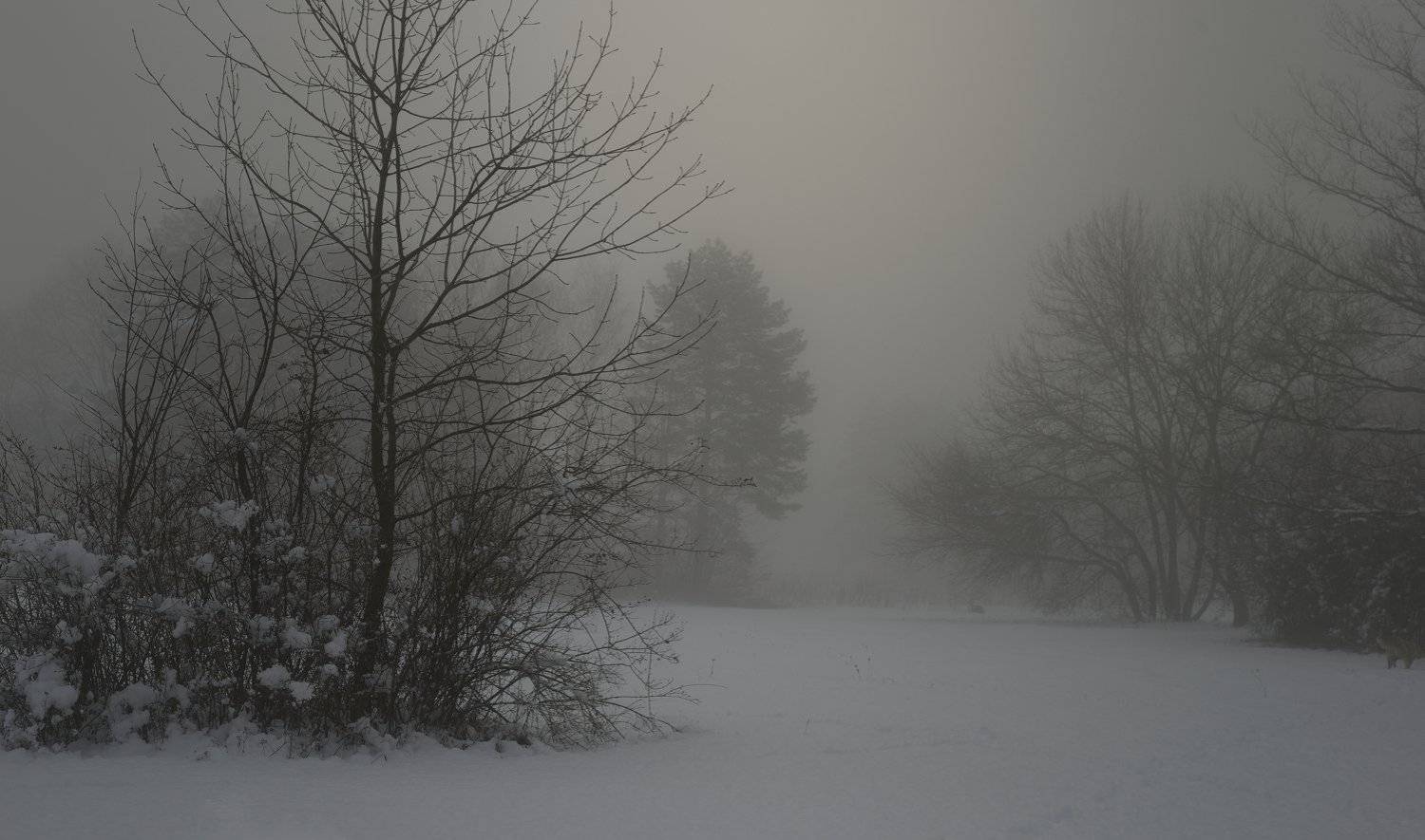 зима туман лес утро, Александр Жарников