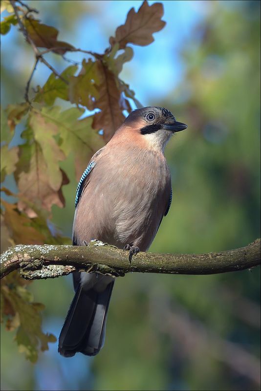 сойка Сойка фото превью