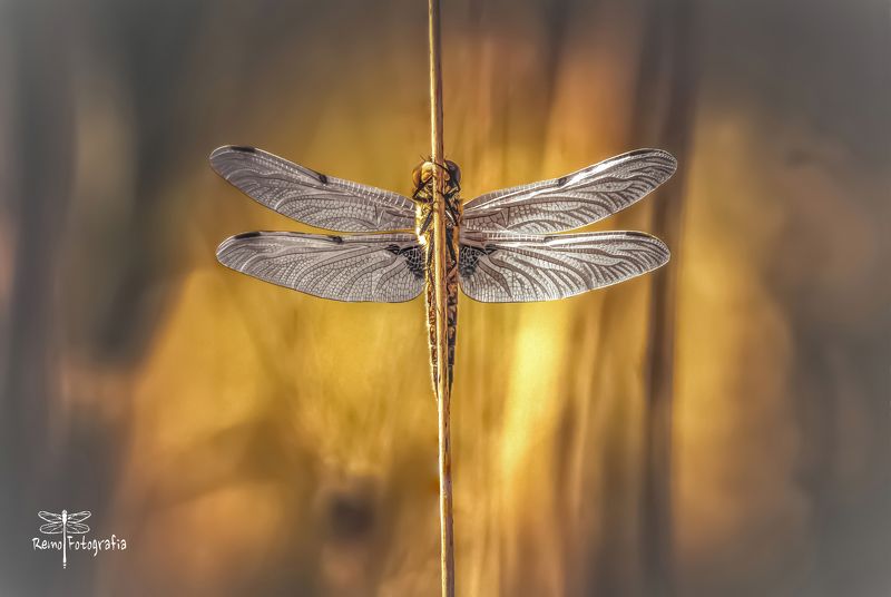 Ważka czteroplama- Libellula quadrimaculata. фото превью