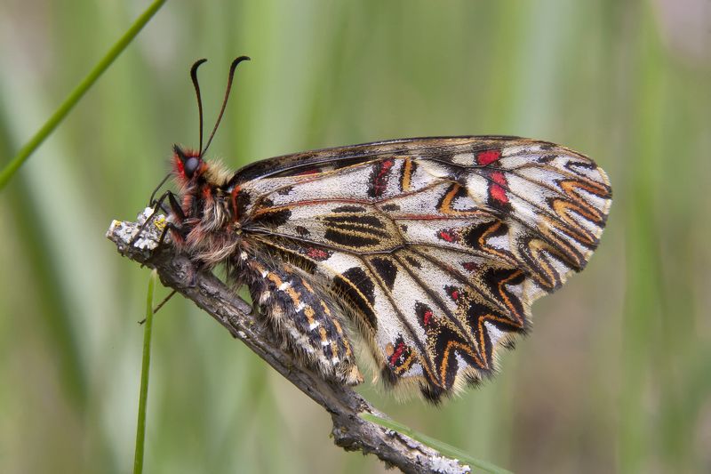 Зеринтия Поликсена (лат. Zerenthia polyxena) фото превью
