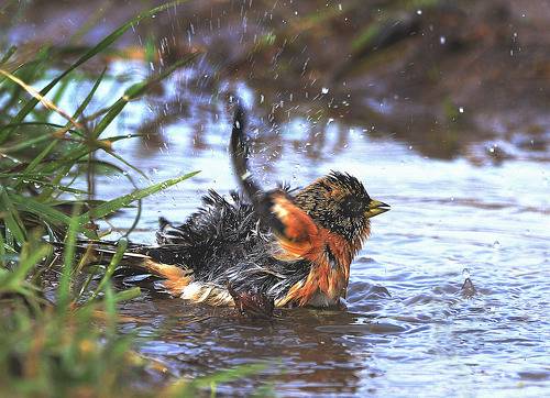 Банный день.