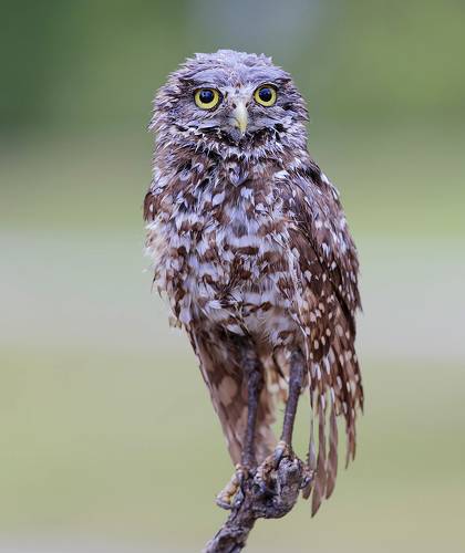 Burrowing Owl - Мокрый  сыч