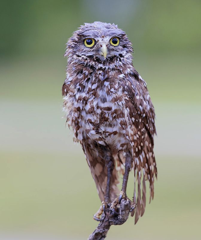 кроличий сыч, florida,burrowing owl, owl, флорида,сыч Burrowing Owl - Мокрый  сыч фото превью