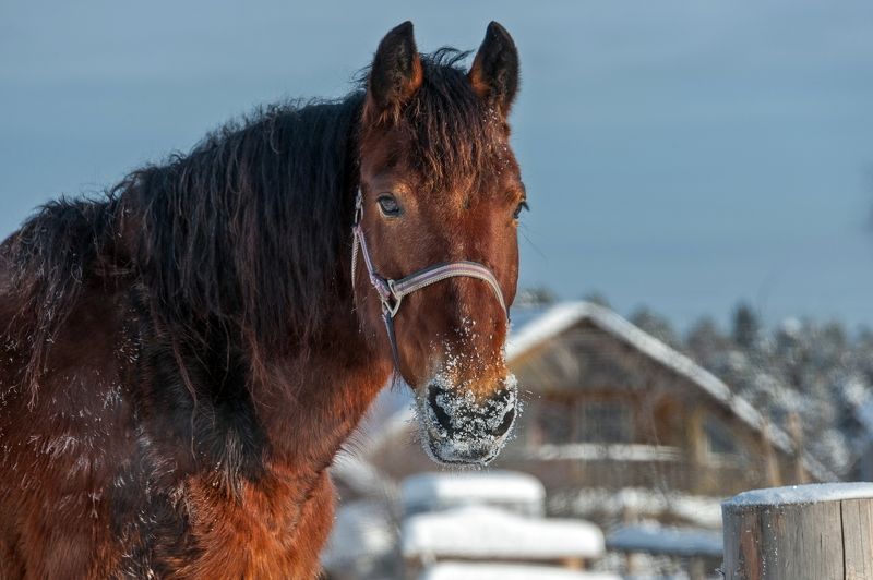 Horse portrait фото превью