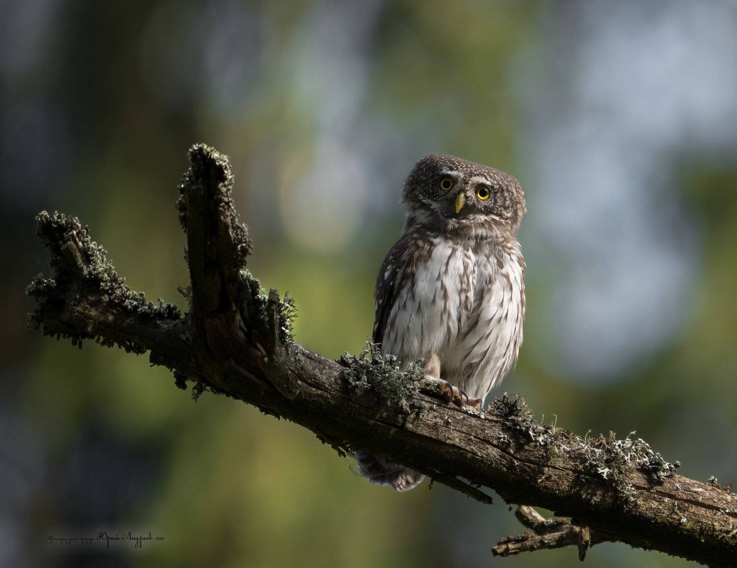 сыч-воробей, сова, воробьиный сыч, сова пигмея, eurasian pygmy-owl, дремучий лес, Юрий Андреев
