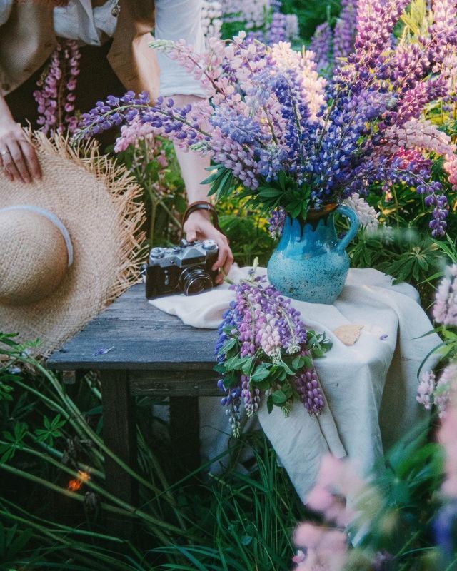 лето, люпины, закат, природа  фото превью