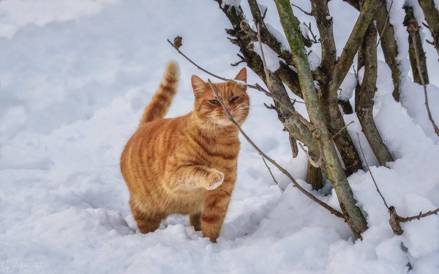 , Александр Круль