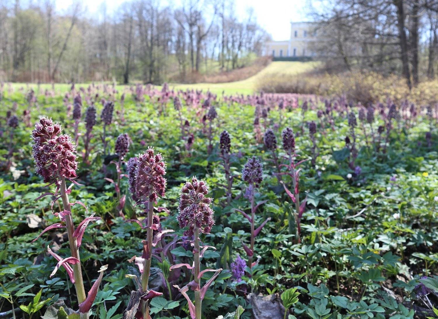 сергиевка весна белокопытник  дворец лейхтенбергских, Александр Зорин