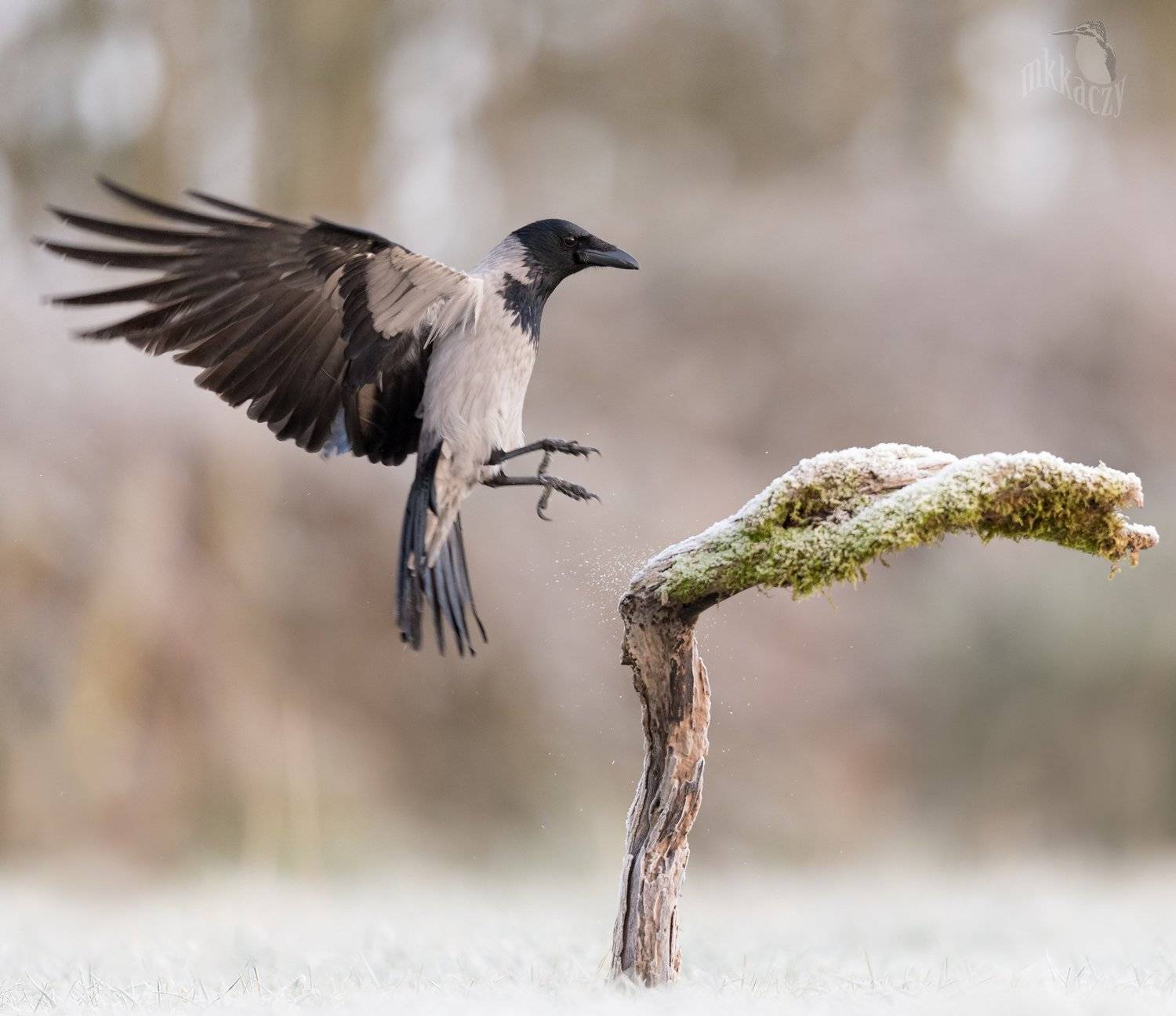 , Marcin Kaczmarkiewicz