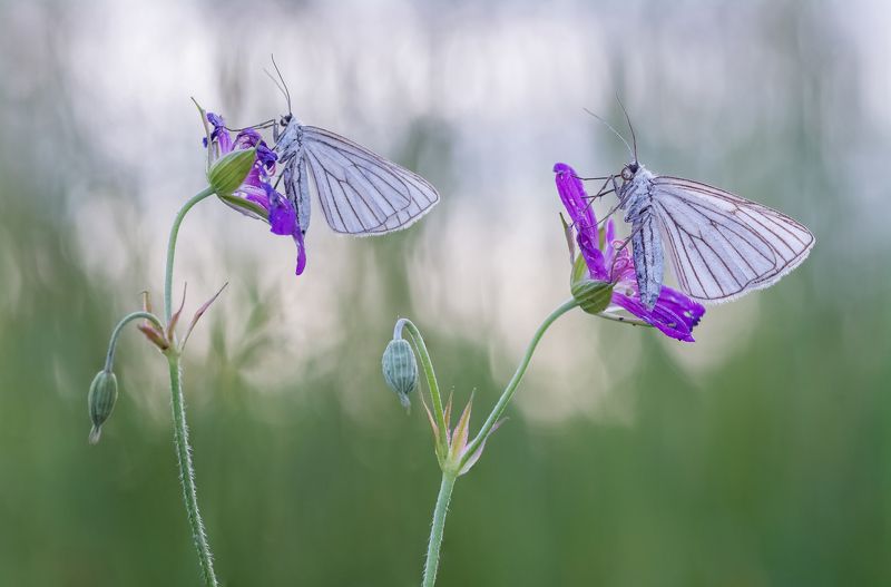 Black-veined Moth (Siona lineata) фото превью