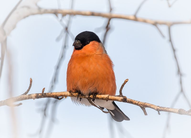 птица, снегирь, самец, красногрудый.. фото превью