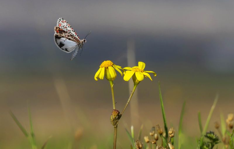 fly фото превью