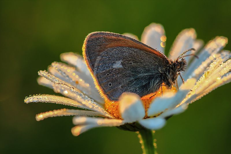 Июль фото превью