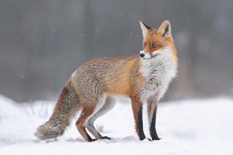 Lisek фото превью