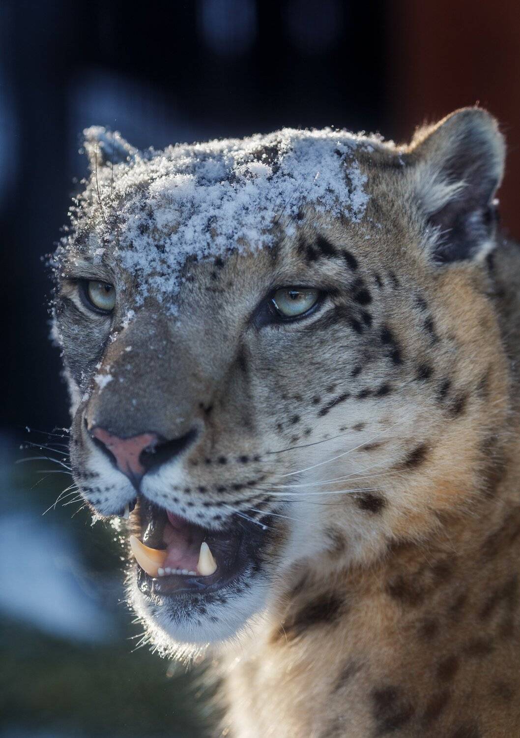 снежный барс, Олег Богданов