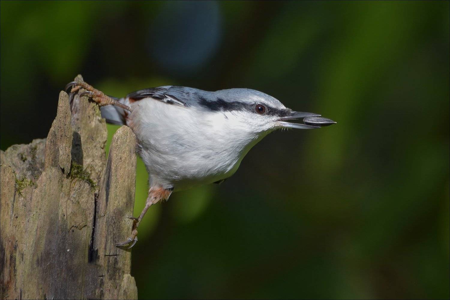 поползень, Андрей Медведев