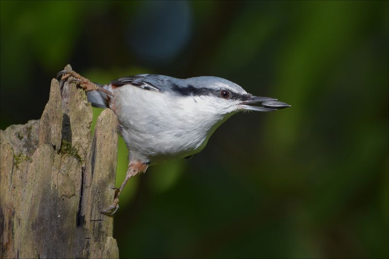 поползень Удача... фото превью