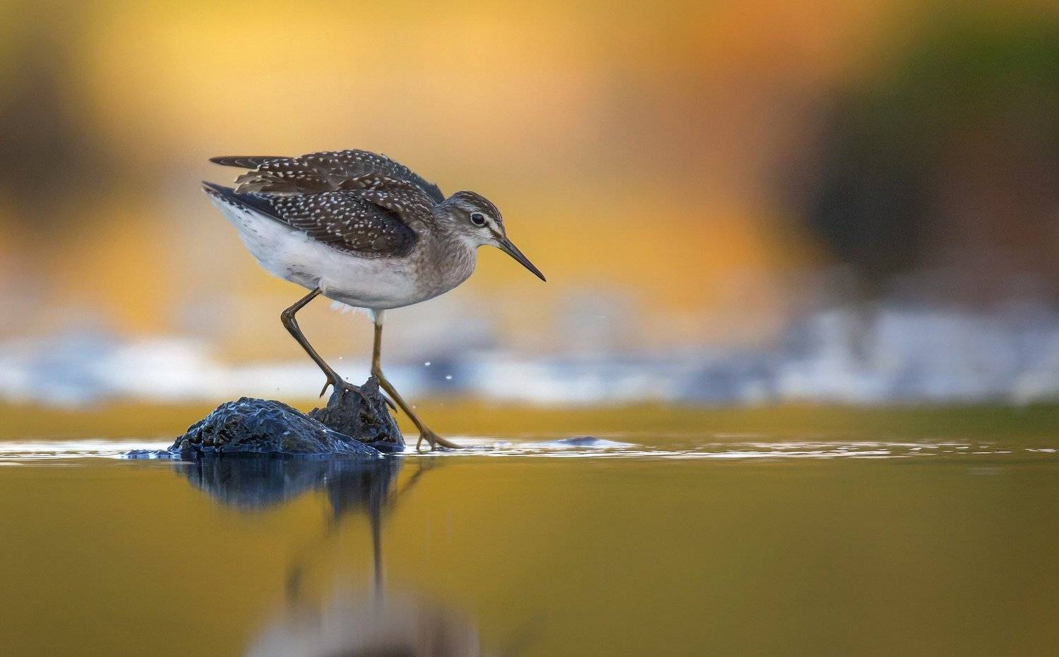 , Grzegorz Dąbrowski