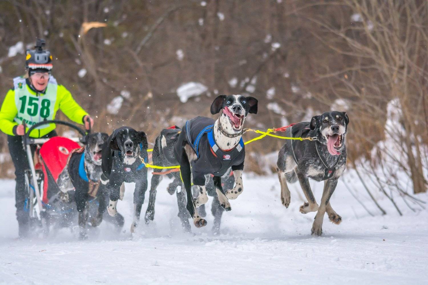 собаки спорт упряжки зима, Жданов Дмитрий