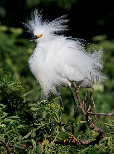 Американская белая цапля - Snowy Egret