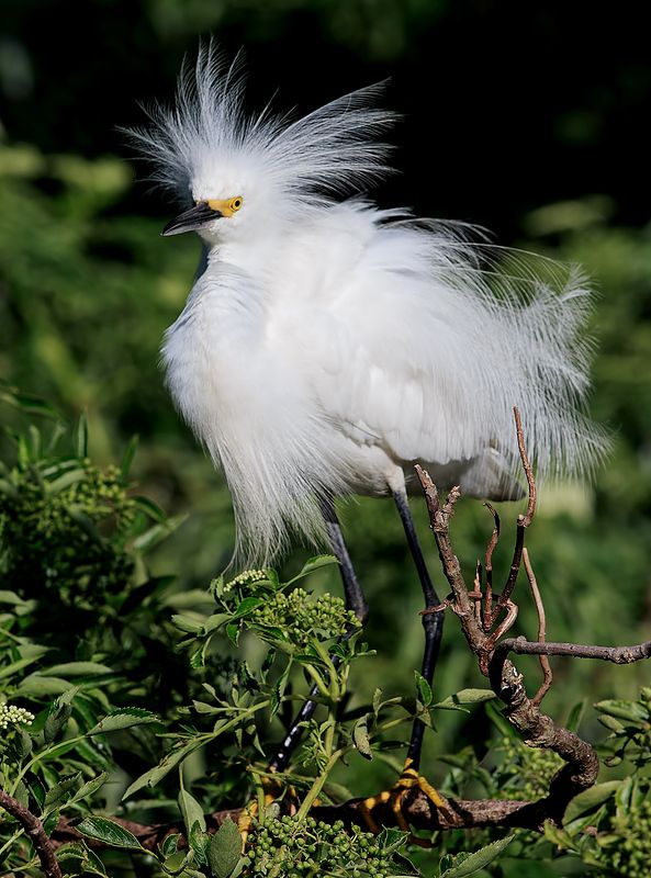 heron, snowy egret, белая американская цапля, цапля, флорида Американская белая цапля - Snowy Egret фото превью