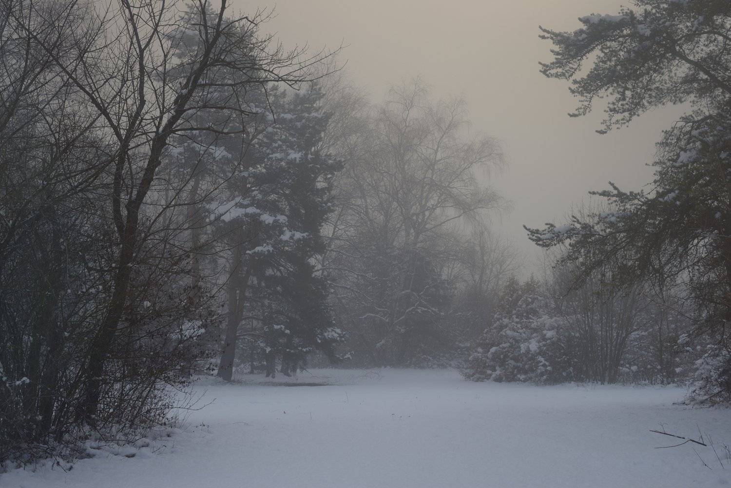 зима туман лес утро, Александр Жарников